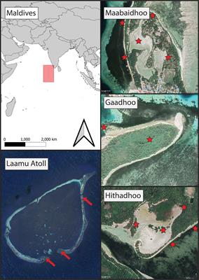 Seagrasses produce most of the soil blue carbon in three Maldivian islands